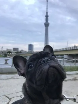 ぶう菜 様のお迎えした子犬