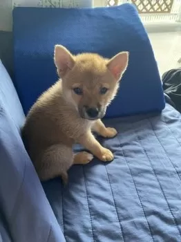 ぽん太 様のお迎えした子犬