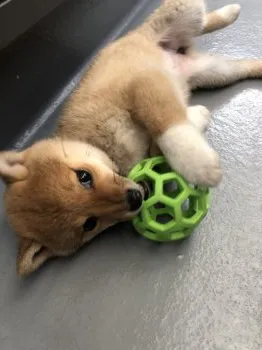 オカモト 様のお迎えした子犬