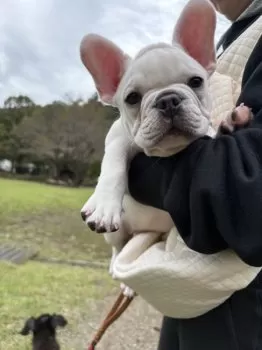 MIO 様のお迎えした子犬