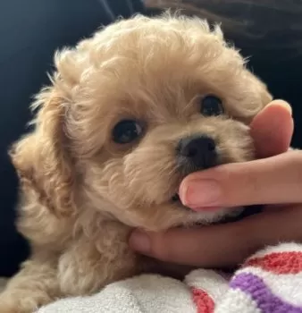 ゆか 様のお迎えした子犬