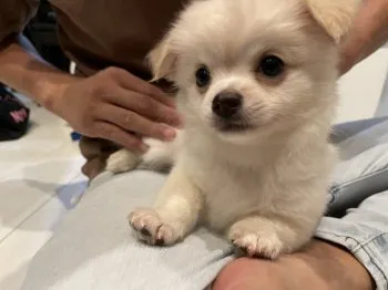 しーちゃん 様のお迎えした子犬