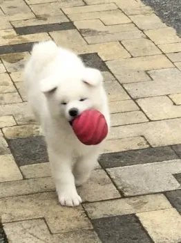 ともぞう 様のお迎えした子犬