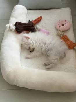 テテ 様のお迎えした子犬