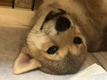 こまころ 様のお迎えした子犬