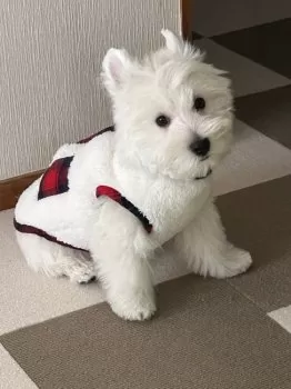 nori 様のお迎えした子犬