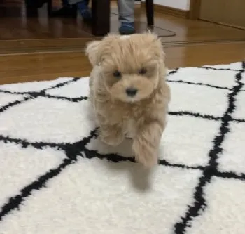 ☆KAYO☆ 様のお迎えした子犬