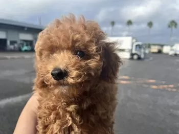 キングカズ 様のお迎えした子犬