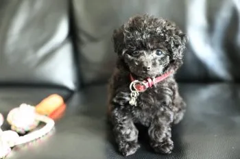M.M 様のお迎えした子犬