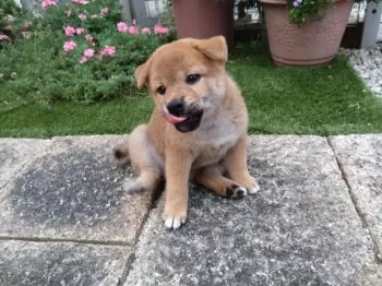 ひろさん 様のお迎えした子犬