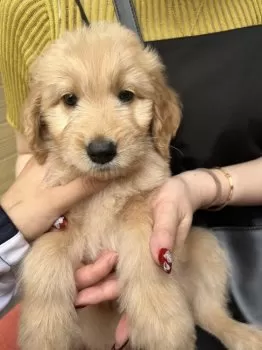 みかげん 様のお迎えした子犬