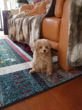 よし 様のお迎えした子犬