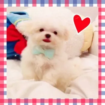 雛&蓮ママ 様のお迎えした子犬