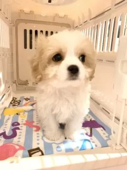 K 様のお迎えした子犬