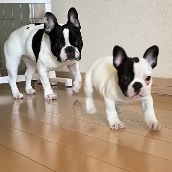 M 様のお迎えした子犬