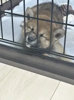 N.K 様のお迎えした子犬