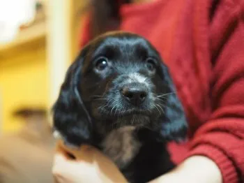 momo 様のお迎えした子犬