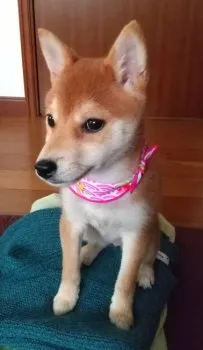 豆健 様のお迎えした子犬