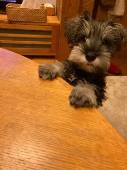 ラフ 様のお迎えした子犬