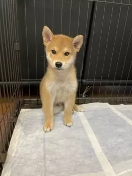 やすこ 様のお迎えした子犬