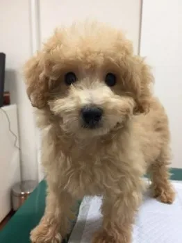 くうちゃん 様のお迎えした子犬