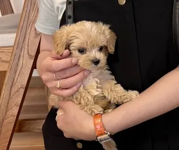 U 様のお迎えした子犬