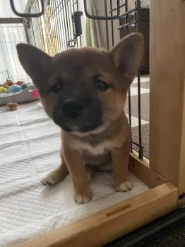 じゅんぽん 様のお迎えした子犬