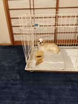 ゆうママ 様のお迎えした子犬