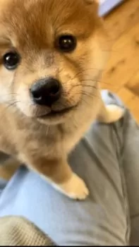 愛 様のお迎えした子犬