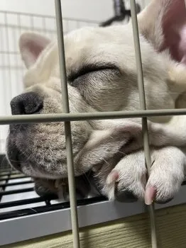 だいふくもち 様のお迎えした子犬