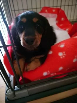 H.O 様のお迎えした子犬