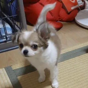 humi 様のお迎えした子犬