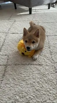 YA 様のお迎えした子犬