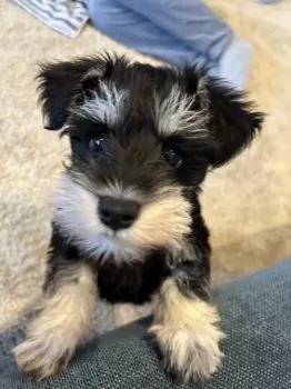 あられちゃん 様のお迎えした子犬