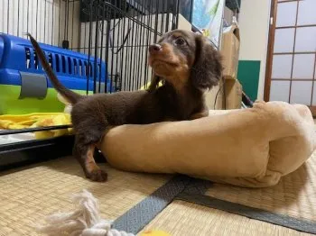 あきら 様のお迎えした子犬