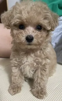 みくりんた 様のお迎えした子犬