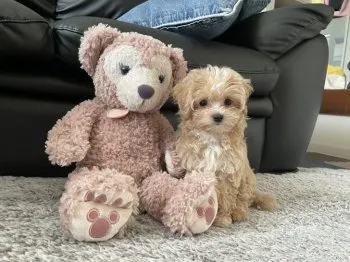 きなこママ 様のお迎えした子犬