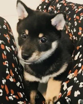スズメグ 様のお迎えした子犬