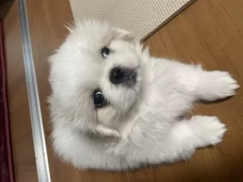 はぁちゃん 様のお迎えした子犬