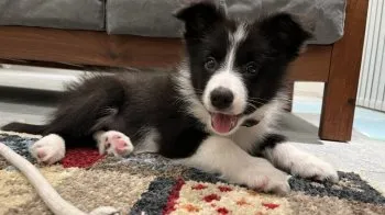 ミイ 様のお迎えした子犬