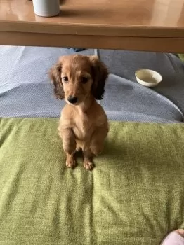 ロネ 様のお迎えした子犬