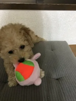 ゆい 様のお迎えした子犬