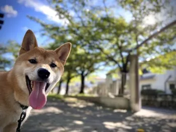 こーじー 様のお迎えした子犬