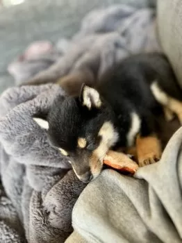 こーだい 様のお迎えした子犬