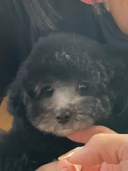 みちゃーん 様のお迎えした子犬