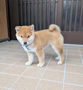 金太郎 様のお迎えした子犬