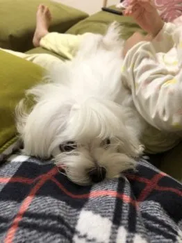 K.Y 様のお迎えした子犬