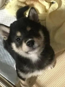 ピク 様のお迎えした子犬