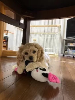 みーちゃん 様のお迎えした子犬