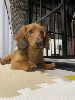 S.Ｉ 様のお迎えした子犬